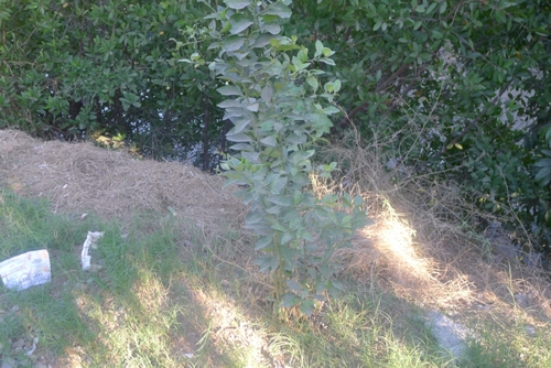 Citrus aurantiifolia iNat (1)