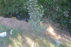 Citrus × aurantiifolia