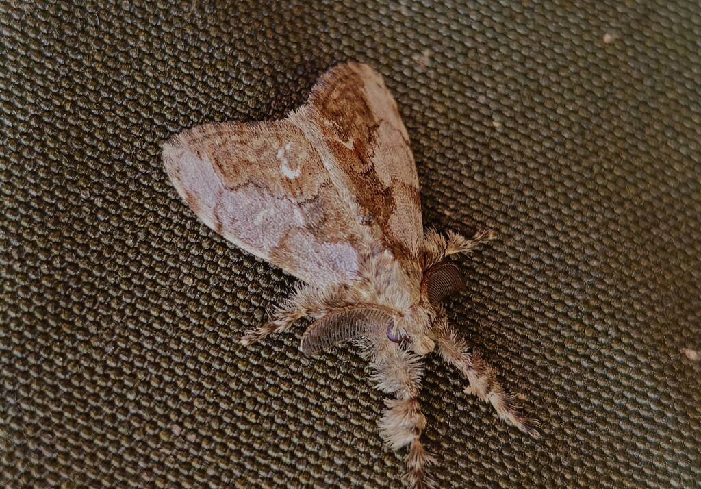Olene mendosa (Olene mendosa)
