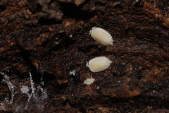 Platyarthrus hoffmannseggii