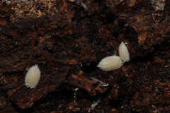 Platyarthrus hoffmannseggii