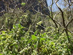 Sideritis canariensis