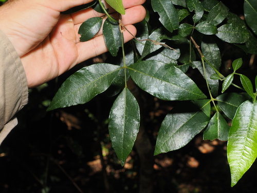union nut (Bouchardatia neurococca)