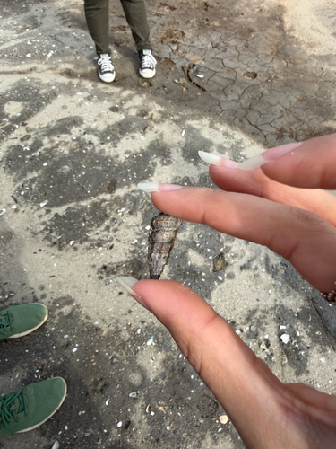 iNaturalist observation photo of California Horn Snail