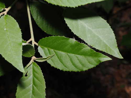 white croton (Croton stigmatosus)