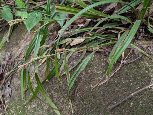 Carex alliiformis iNat (2)