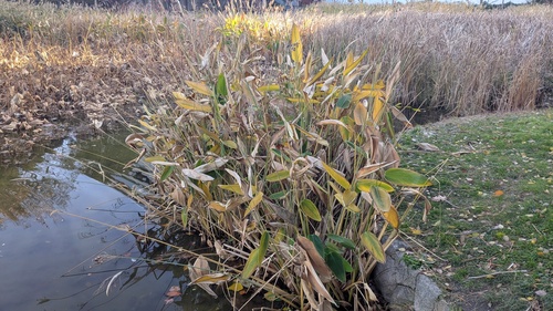 Powdery thalia (Thalia dealbata)