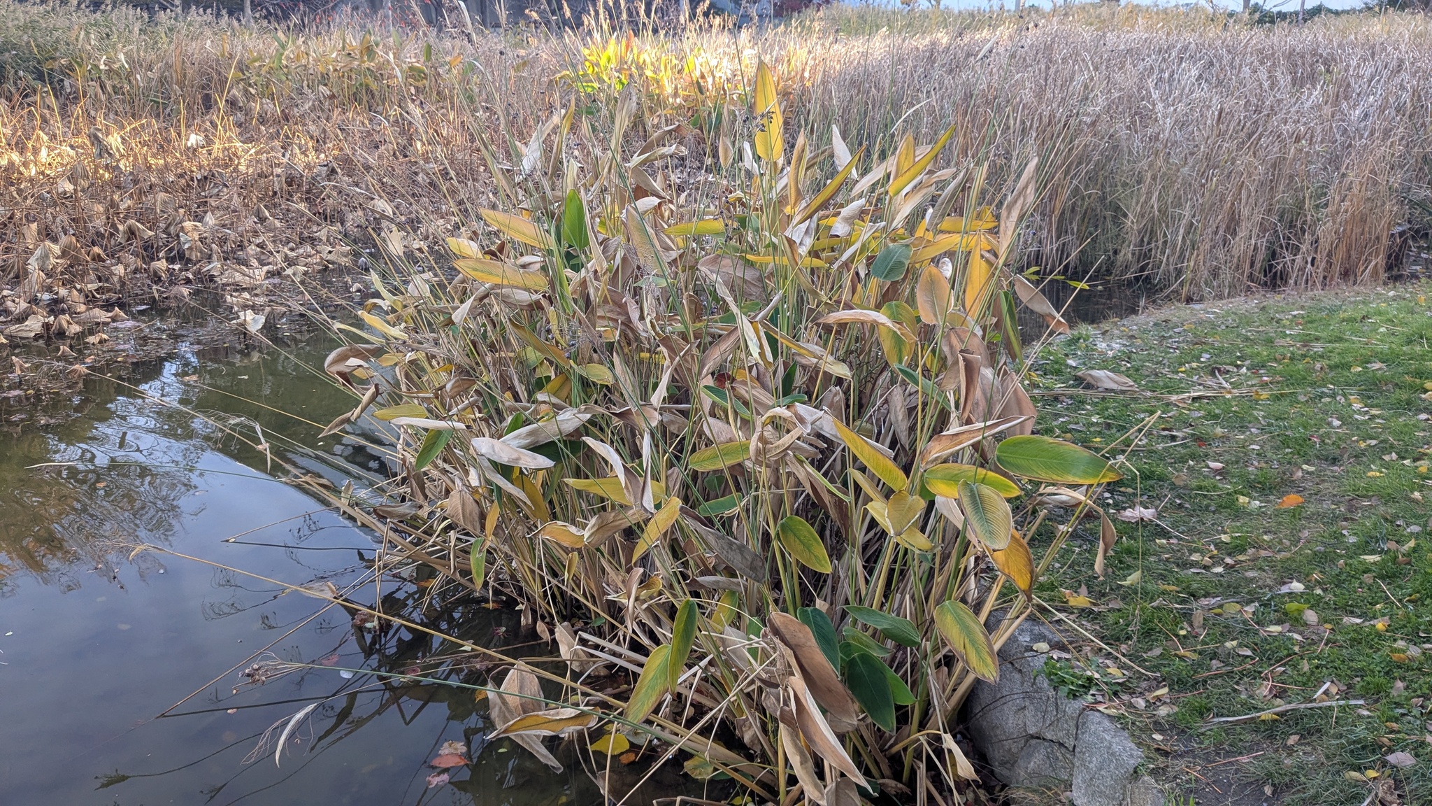 Powdery Thalia (Thalia dealbata)