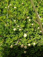 Baccharis magellanica