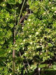 Baccharis magellanica