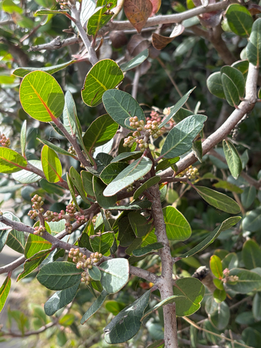 iNaturalist observation photo of lemonade berry