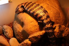 Tiliqua gigas