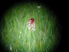 Neotinea ustulata ustulata
