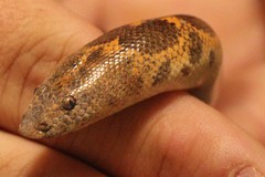 Eryx colubrinus loveridgei