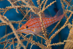 Oxycirrhites typus