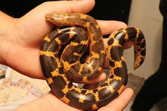 Eryx colubrinus loveridgei