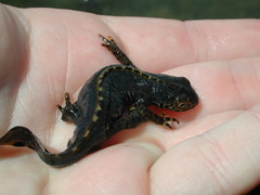 Ichthyosaura alpestris alpestris