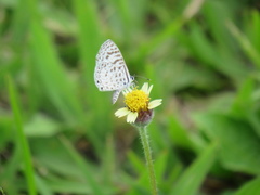Leptotes cassius