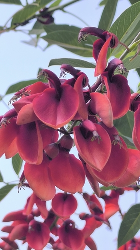 Cockspur coral tree