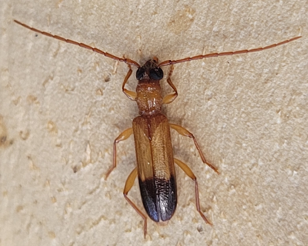 Atesta longoelytrata