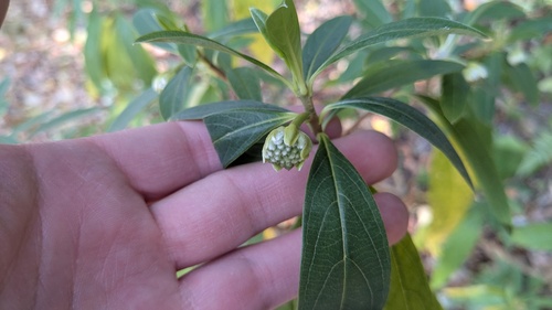 Edgeworthia chrysantha