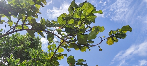 Coccoloba latifolia