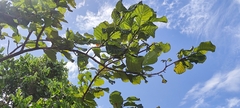 Coccoloba latifolia