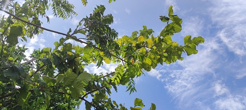 Coccoloba latifolia, photograph 1
