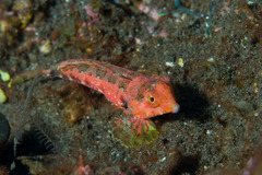 Synchiropus