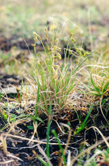 Carex capillaris fuscidula