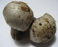 Cortinarius dionysae