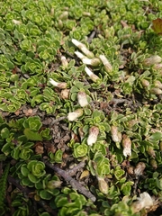 Baccharis magellanica