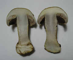Cortinarius dionysae