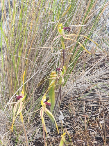 Caladenia dilatata observed 2025-12-09