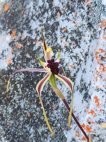 Caladenia dilatata observed 2025-12-09