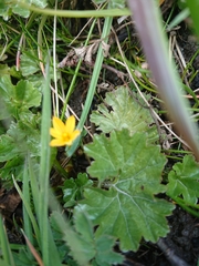 Sisyrinchium patagonicum