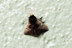 Megalopyginae