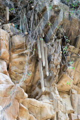 Cleistocactus brookeae