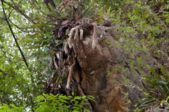 Cleistocactus brookeae
