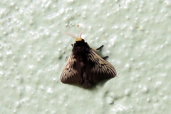 Megalopyginae
