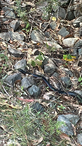 Red-bellied Black Snake sighting