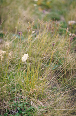 Carex capillaris fuscidula