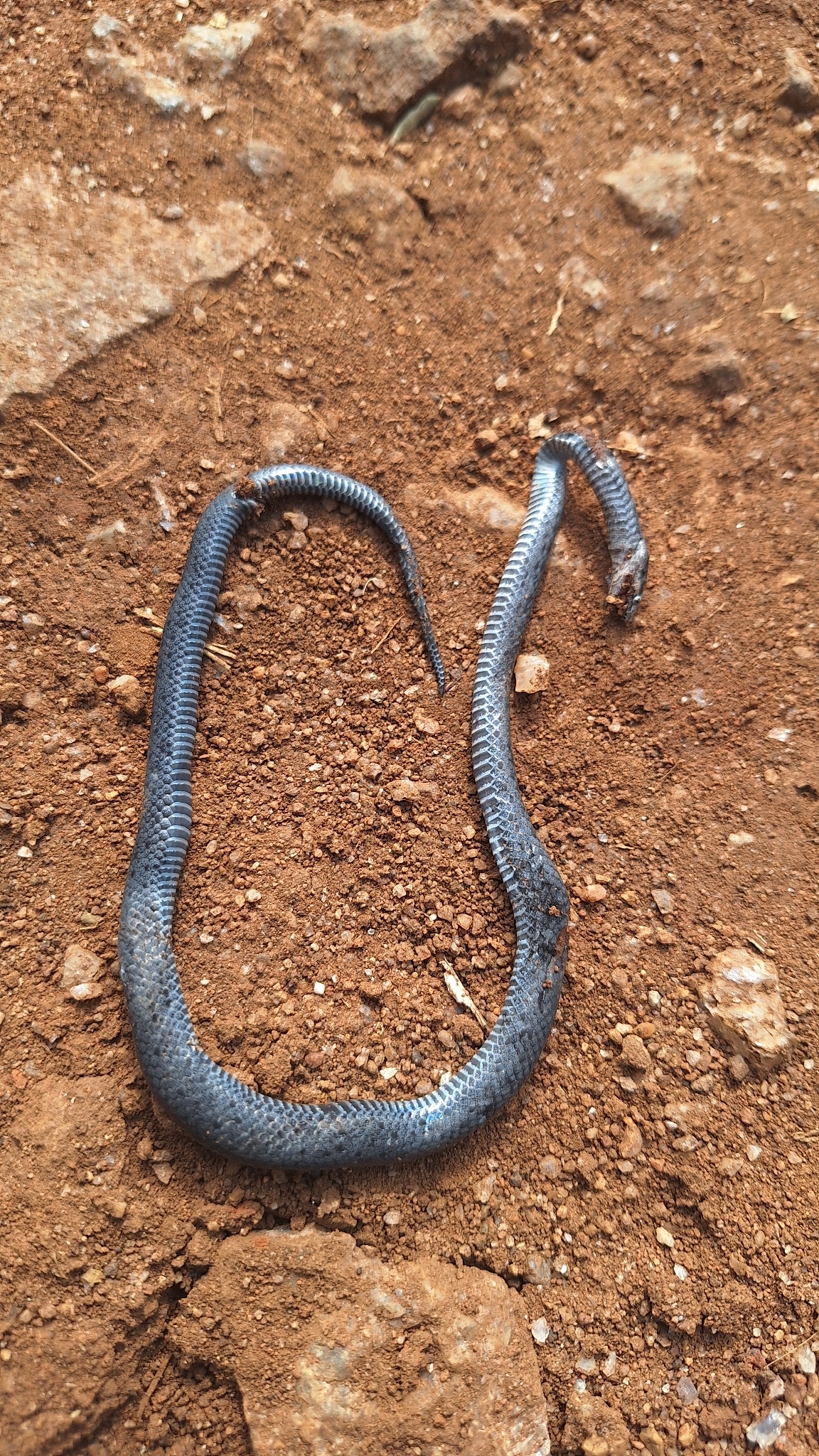 Ornate Wolf Snake