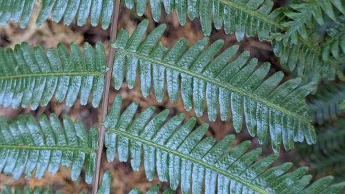 Diplopterygium glaucum, photograph 4
