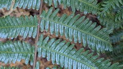 Diplopterygium glaucum, photograph (c) Joseph Aubert, some rights reserved (CC BY)