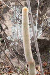 Cleistocactus brookeae