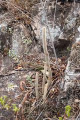 Cleistocactus brookeae