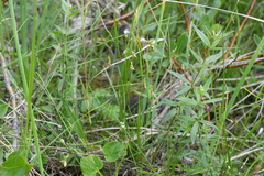Carex capillaris fuscidula