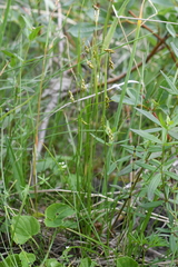 Carex capillaris fuscidula