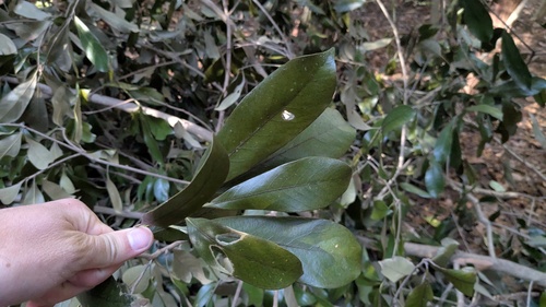 Japanese stone oak (Lithocarpus edulis)